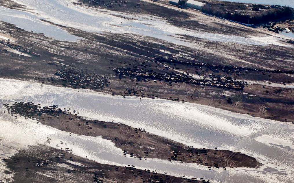 Stranded cattle